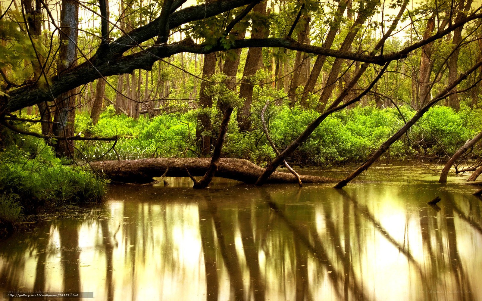Forest stream reflection
