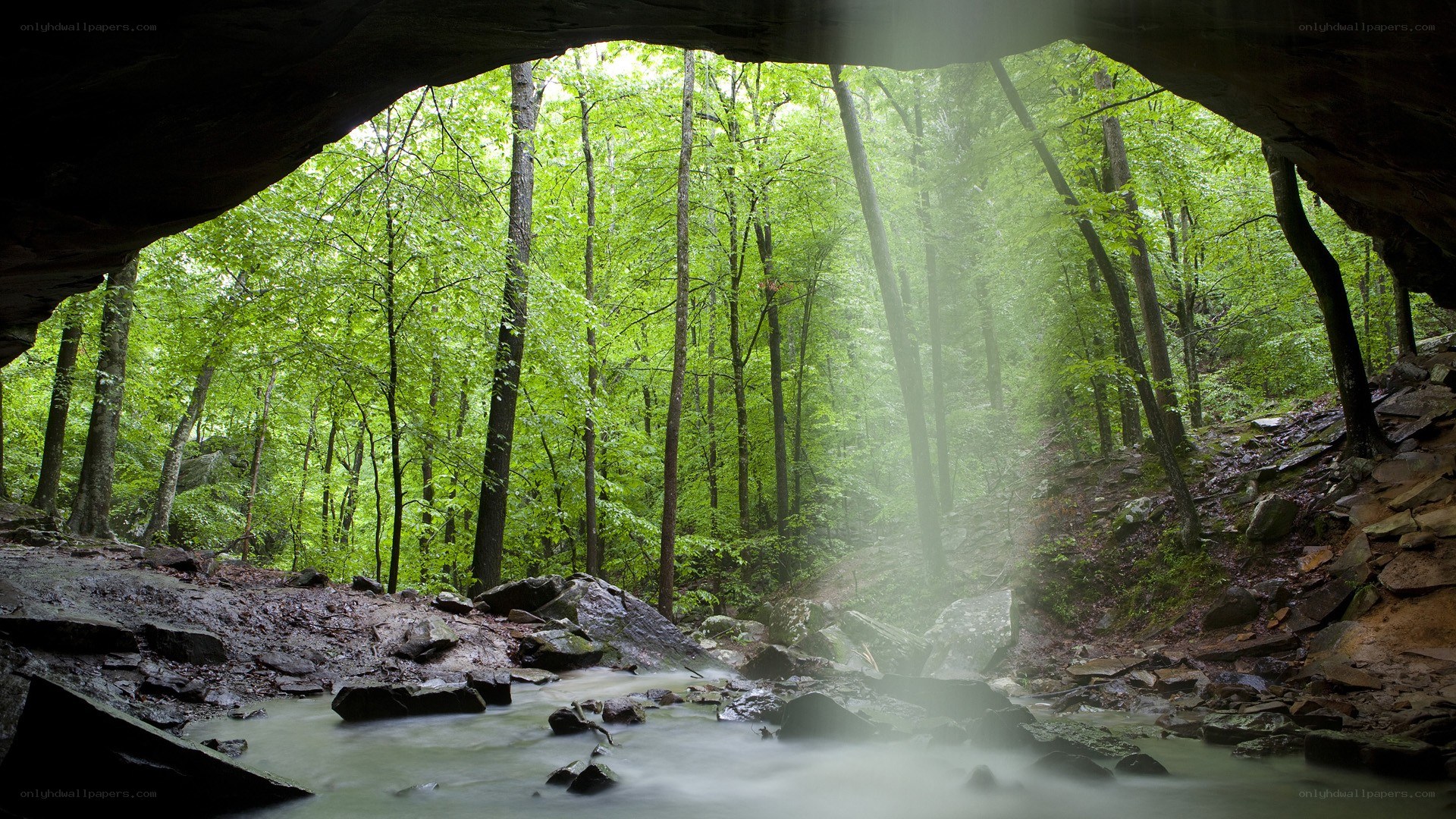 Forest stream under a cave