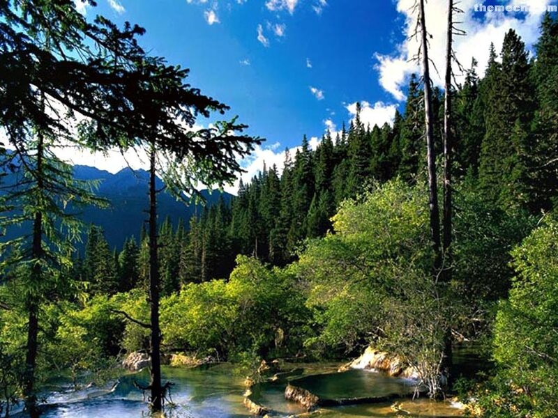 Forest stream under blue sky