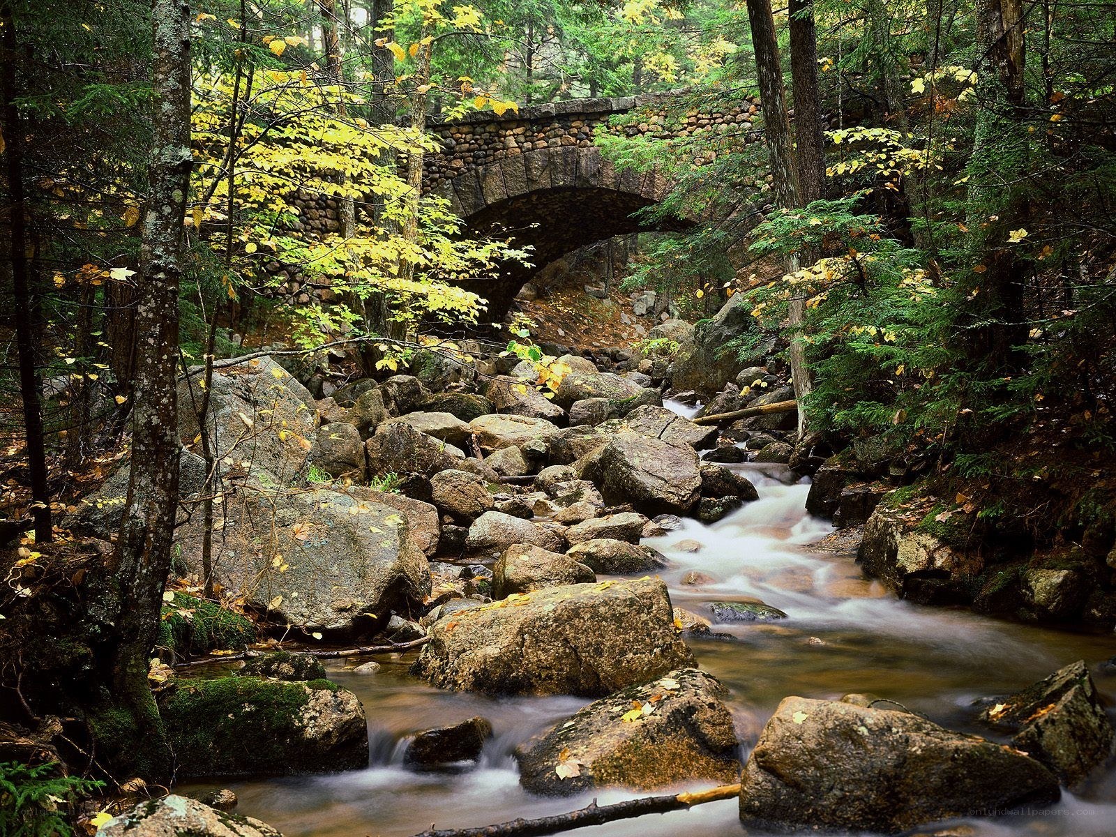 Forest stream under stone bridge
