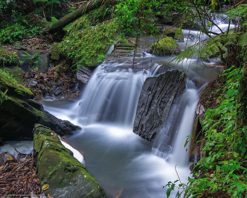 Forest stream waterfall