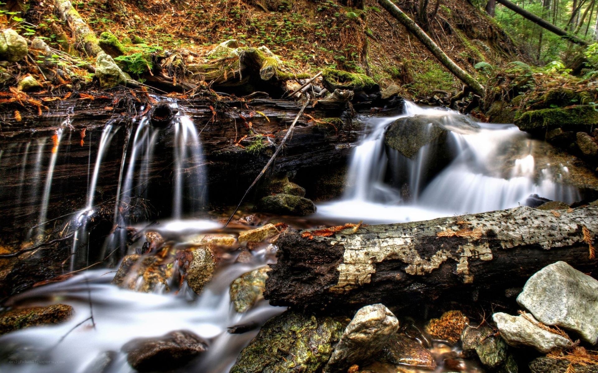 Forest stream waterfall