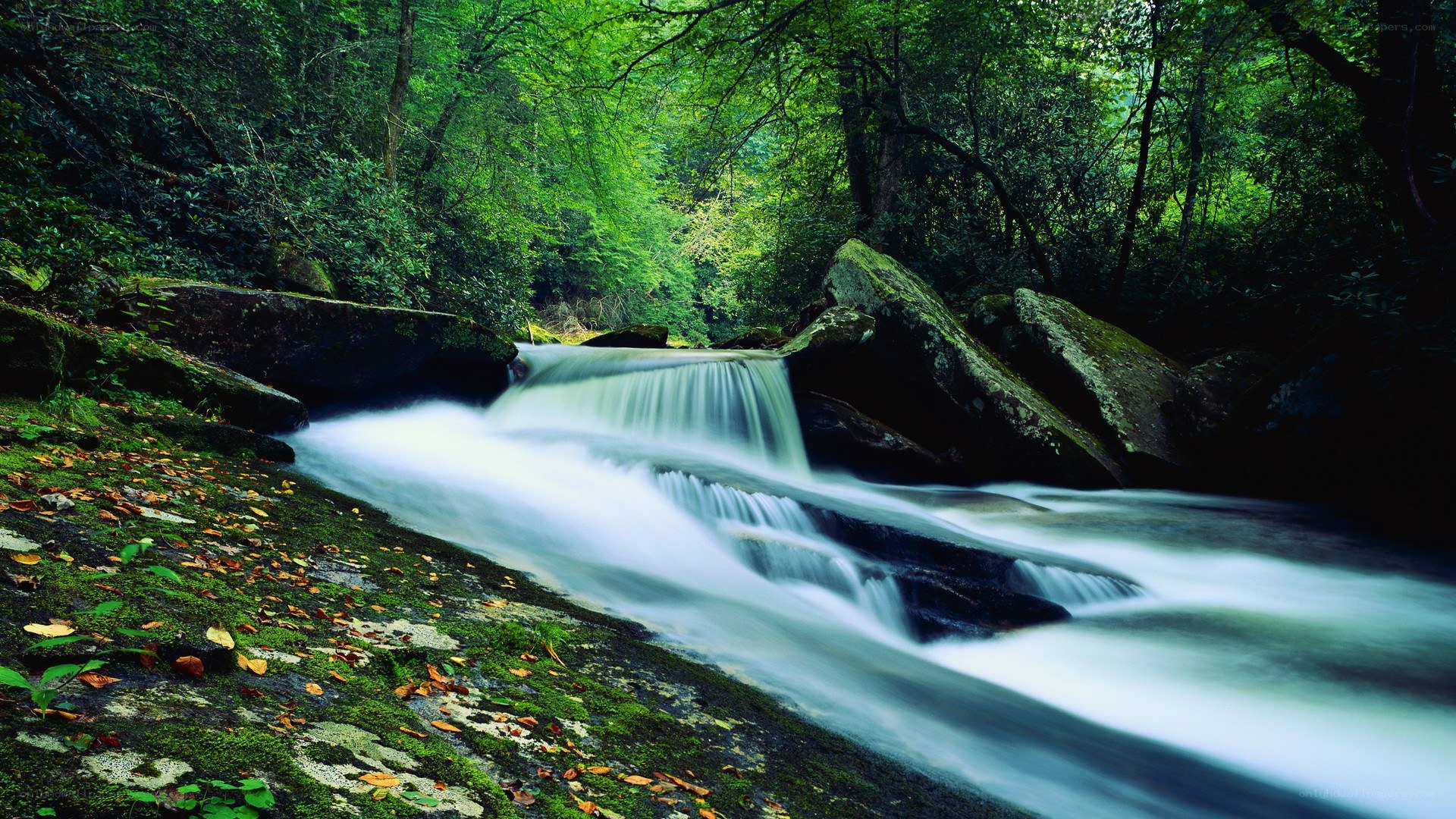 Forest stream waterfall
