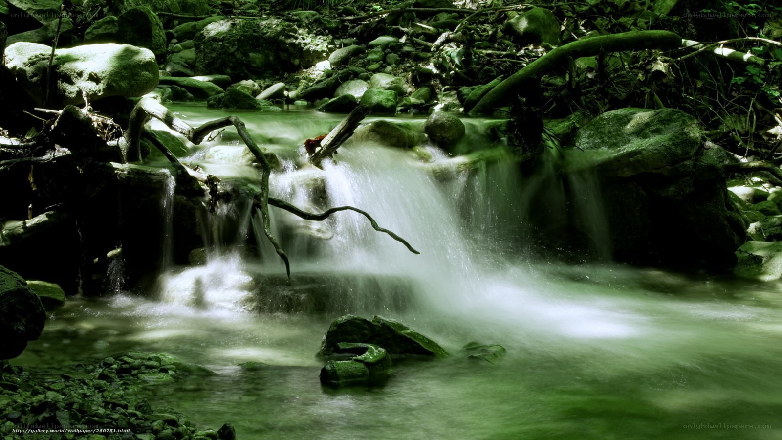 Forest stream waterfall