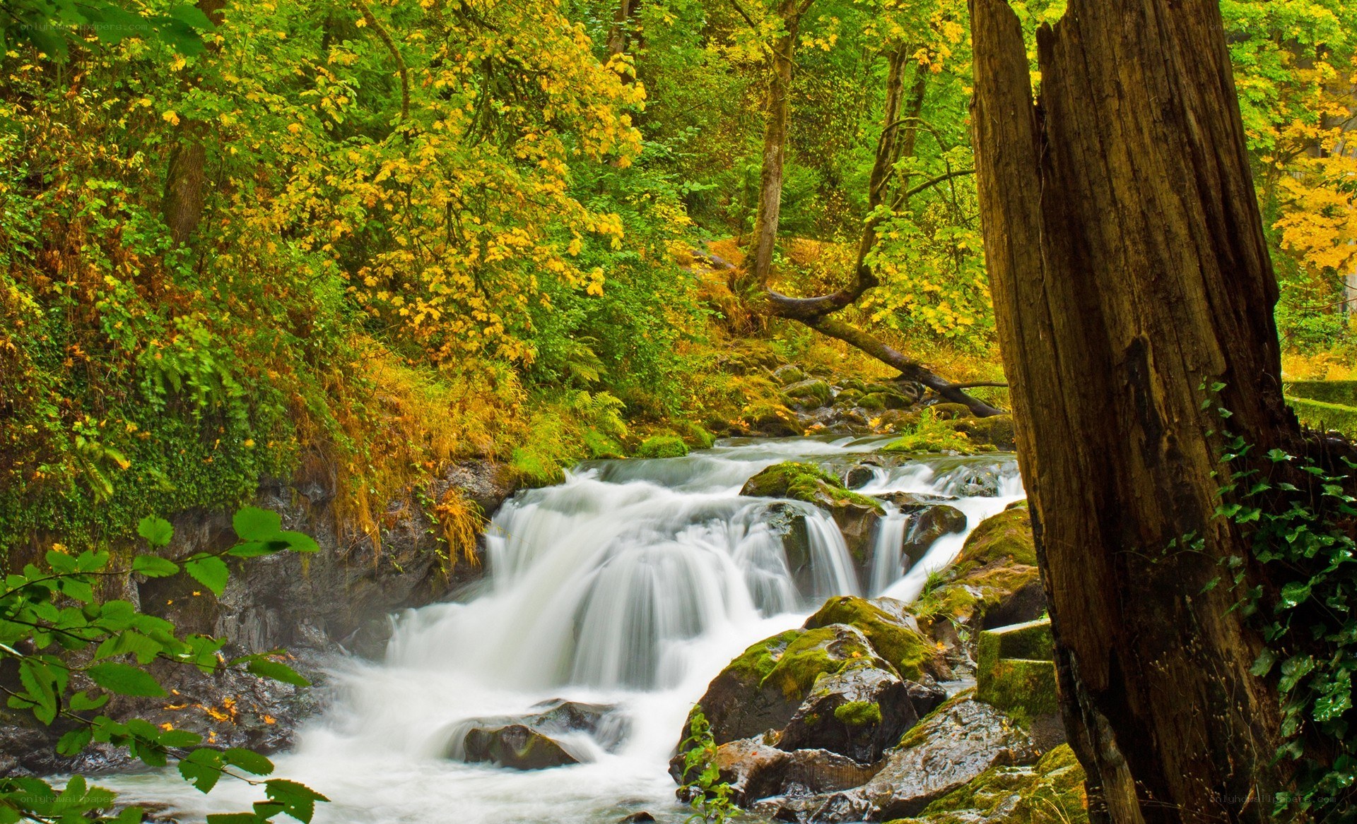 Forest stream with autumn foliage