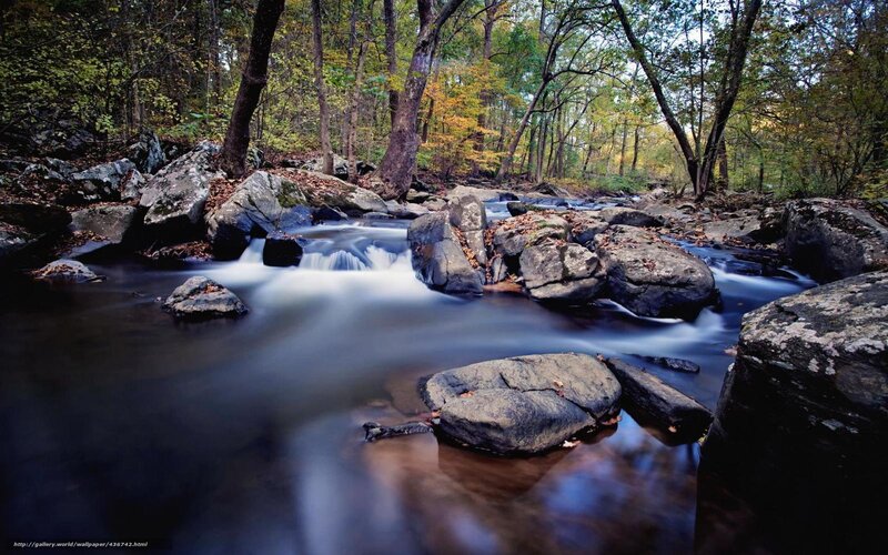 Forest stream with autumn foliage