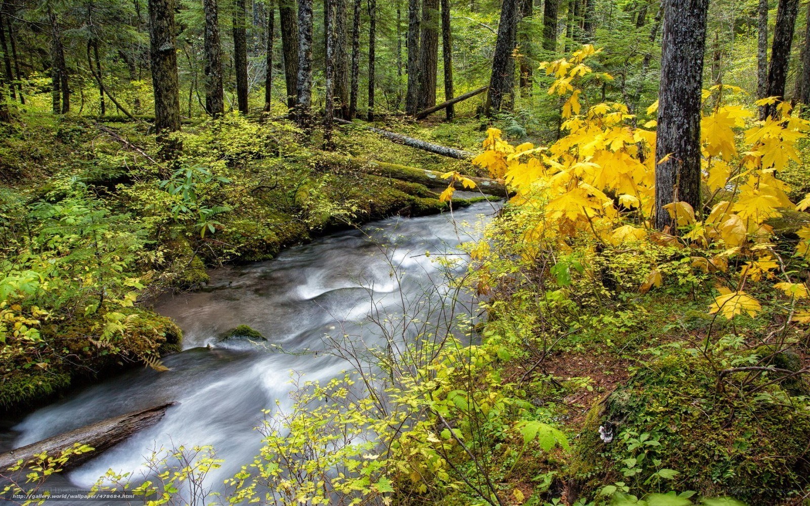 Forest stream with autumn leaves