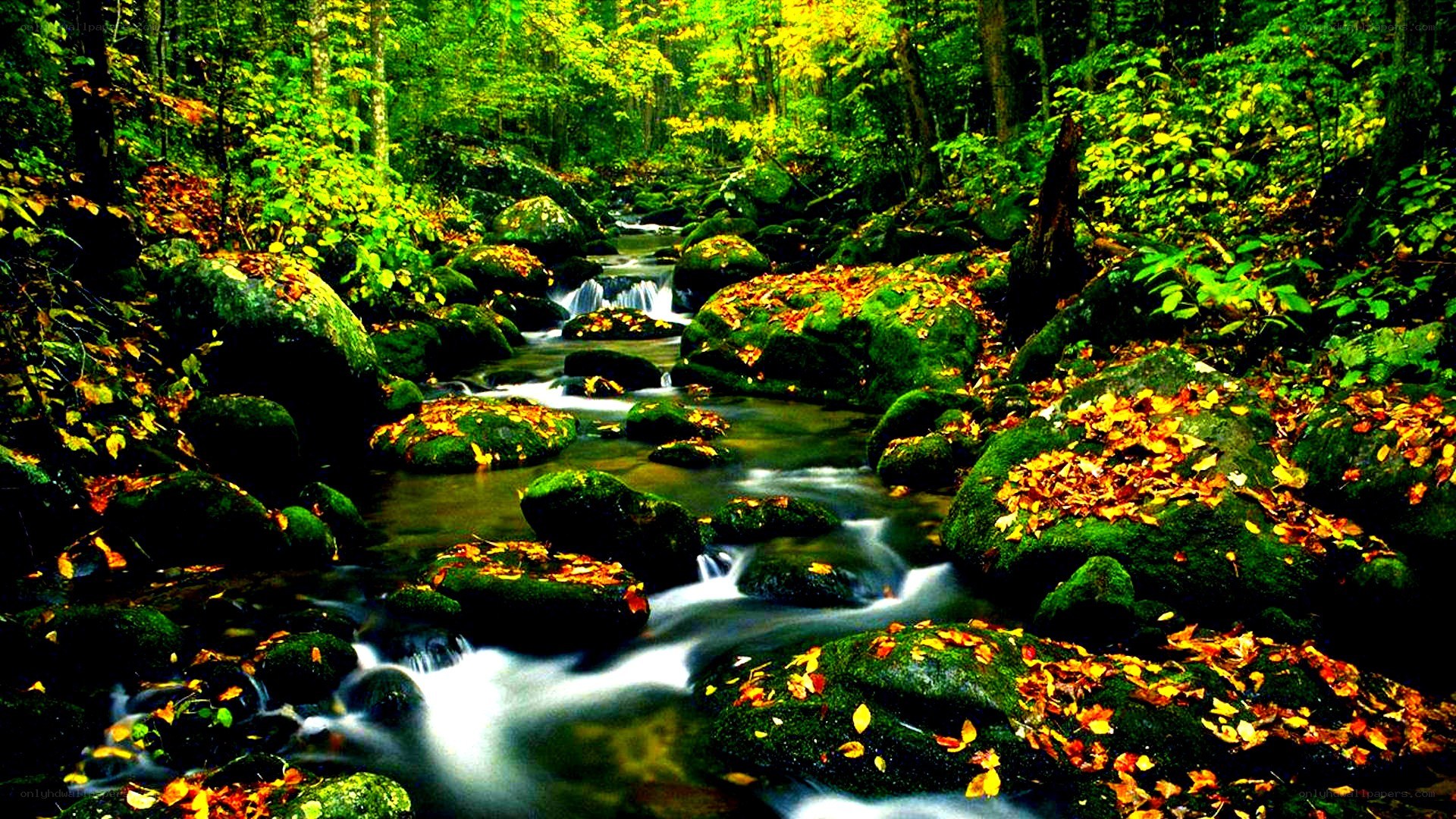 Forest stream with autumn leaves