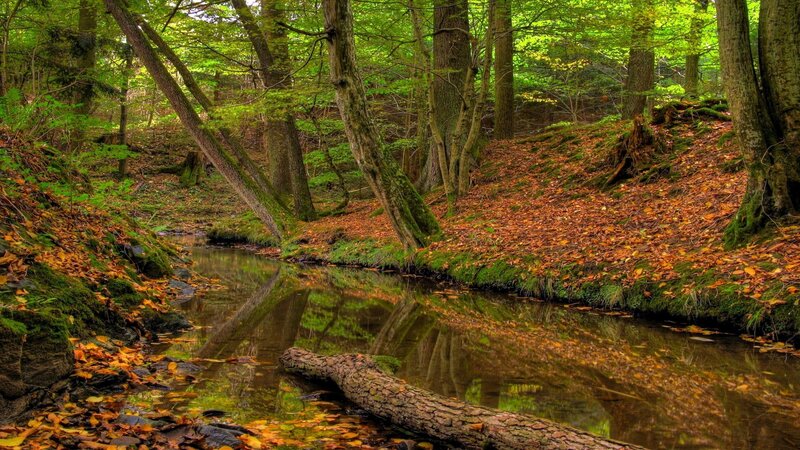 Forest stream with autumn leaves