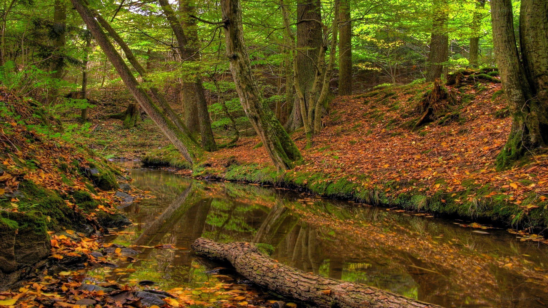 Forest stream with autumn leaves