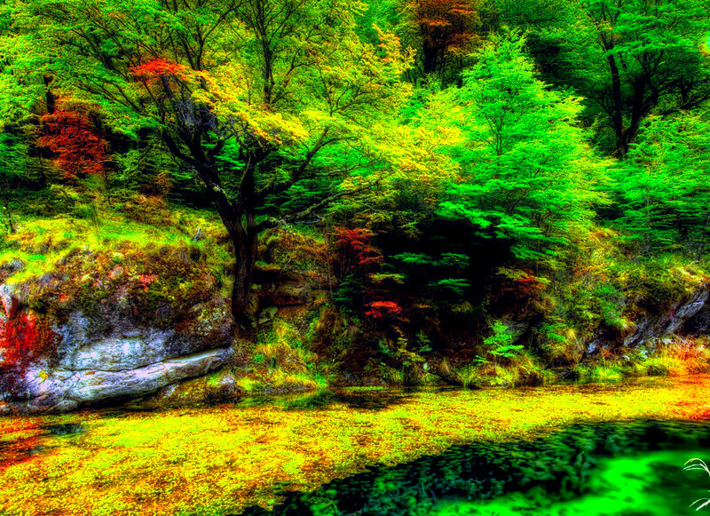 Forest Stream with Autumn Trees