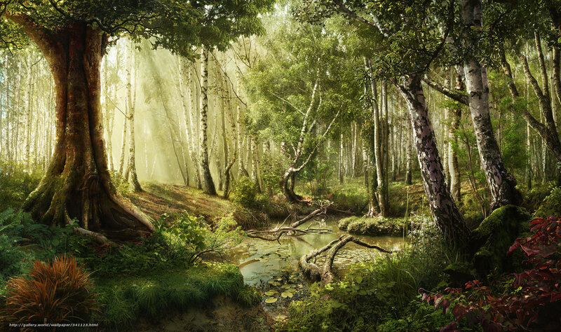 Forest Stream with Birch Trees