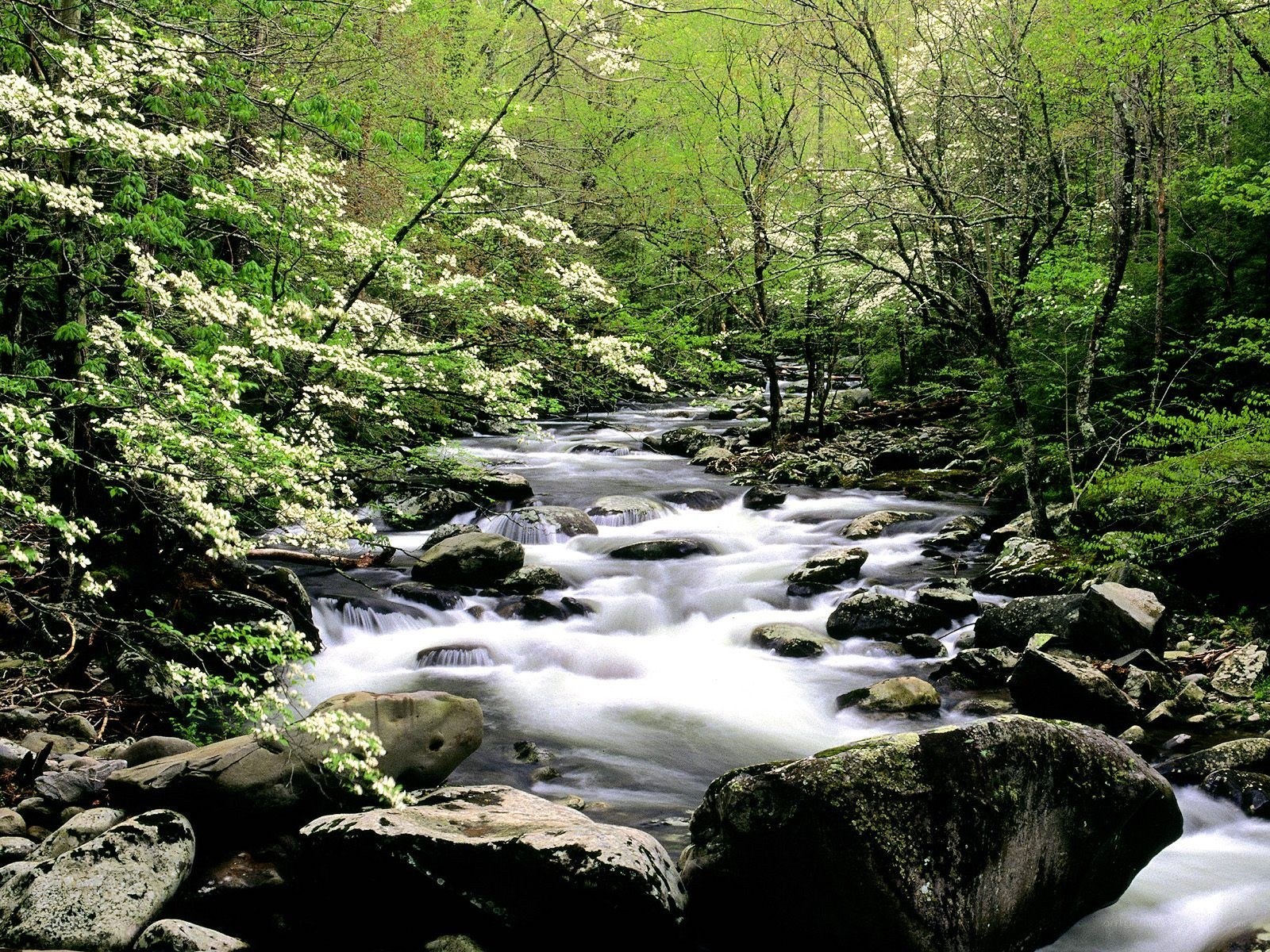 Forest stream with blooming trees