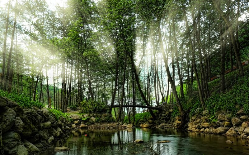 Forest Stream with Bridge — Green, Serene