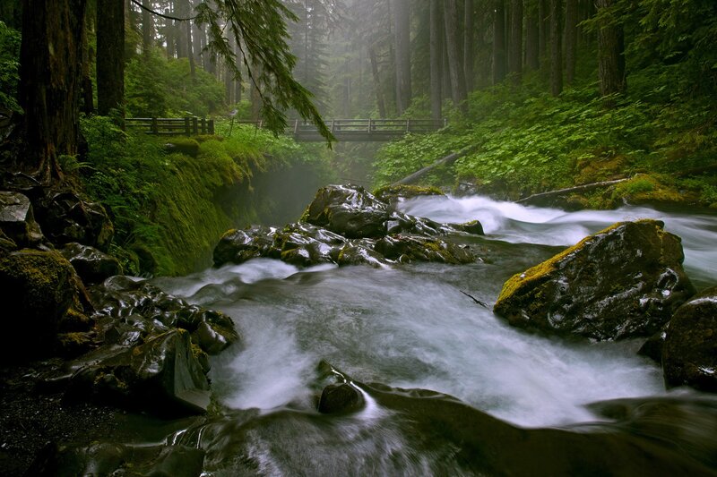 Forest stream with bridge