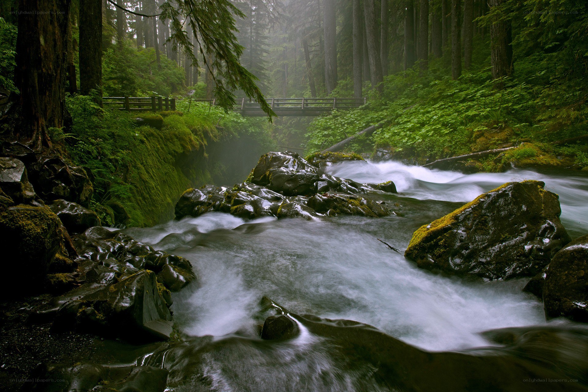 Forest stream with bridge