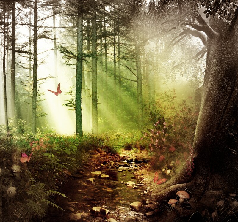 Forest Stream with Butterflies