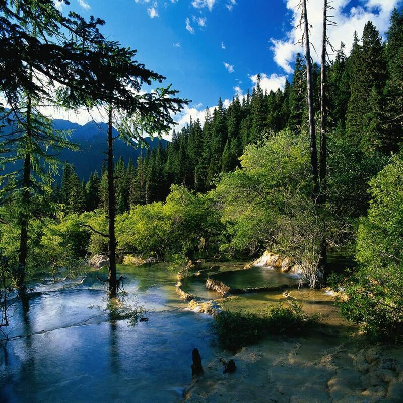 Forest stream with clear water
