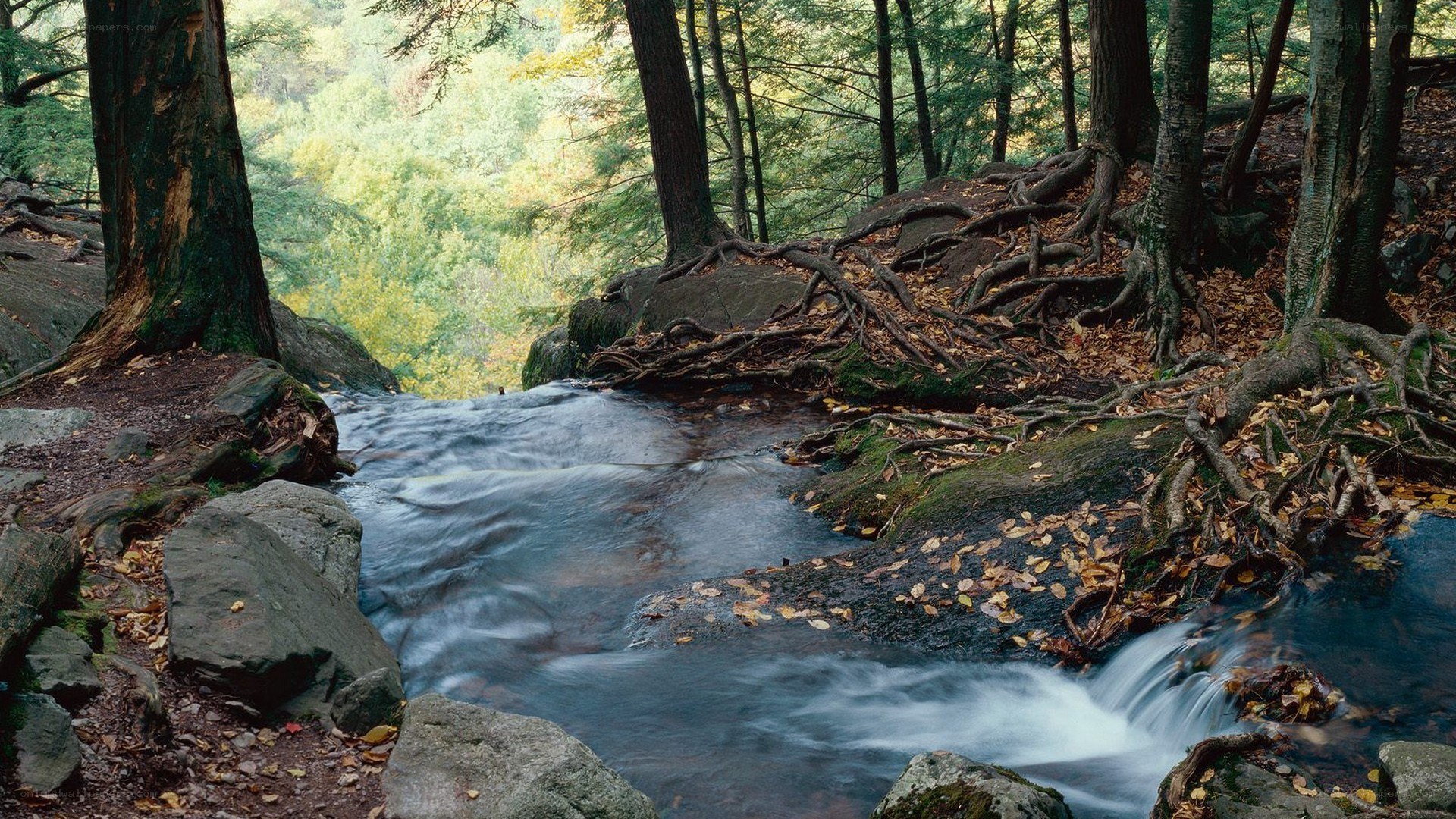Forest stream with exposed roots