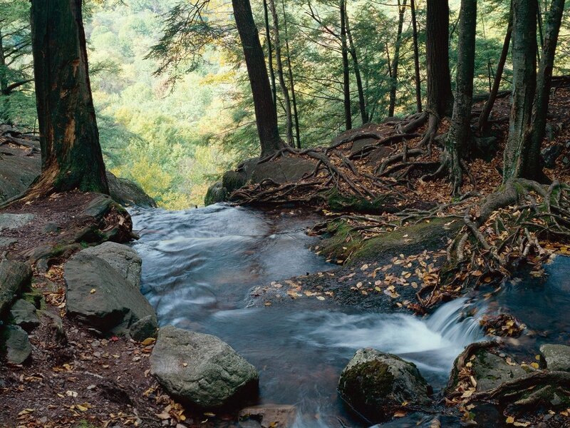 Forest stream with exposed roots