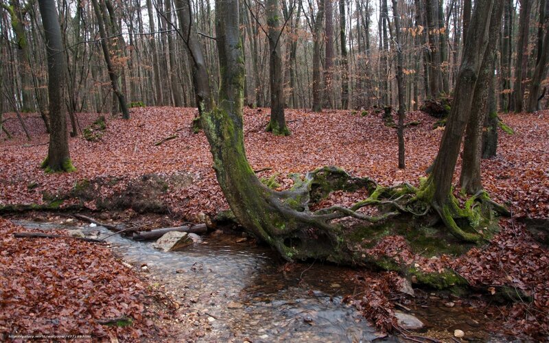 Forest stream with fallen leaves