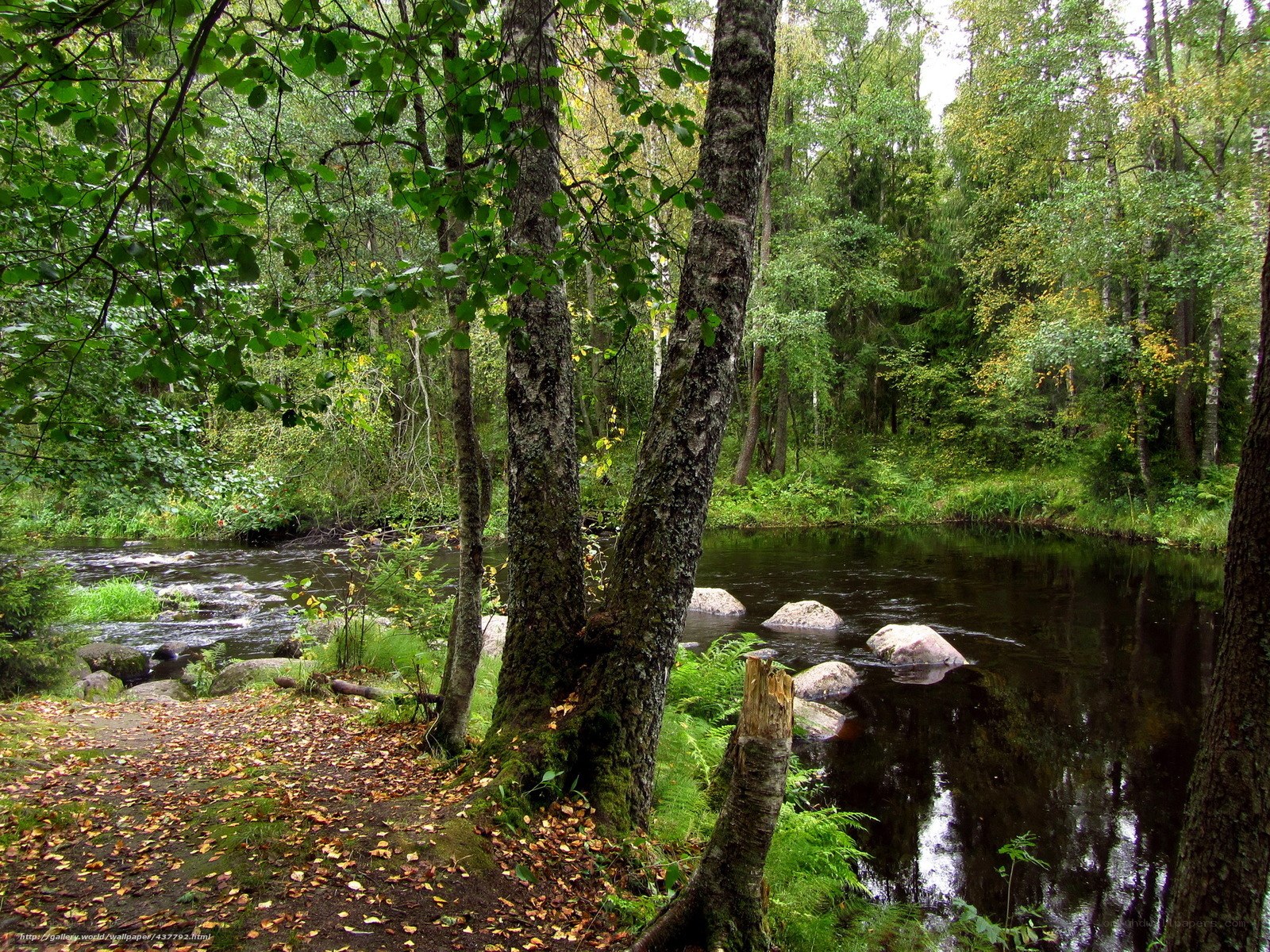 Forest stream with fallen leaves