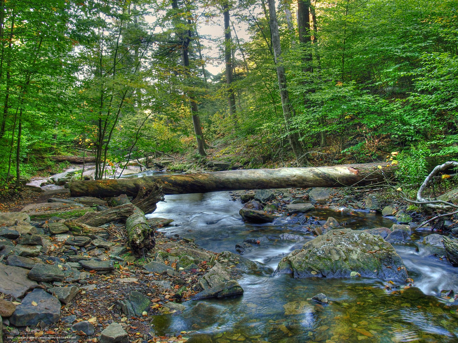 Forest stream with fallen log