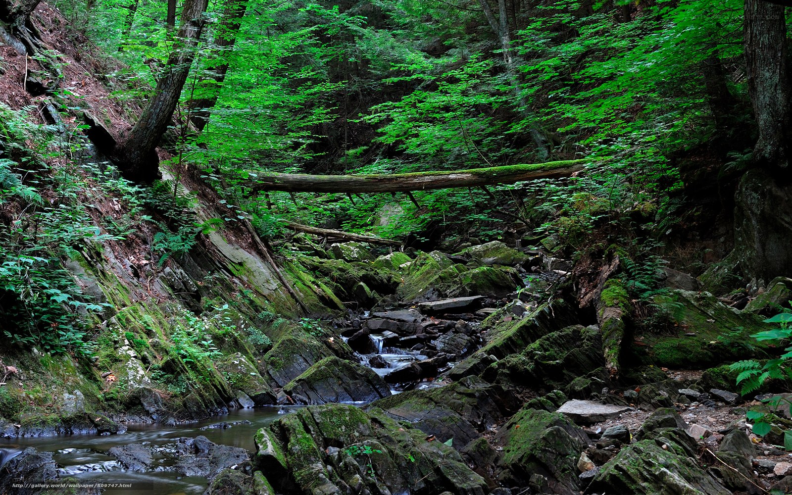 Forest stream with fallen log