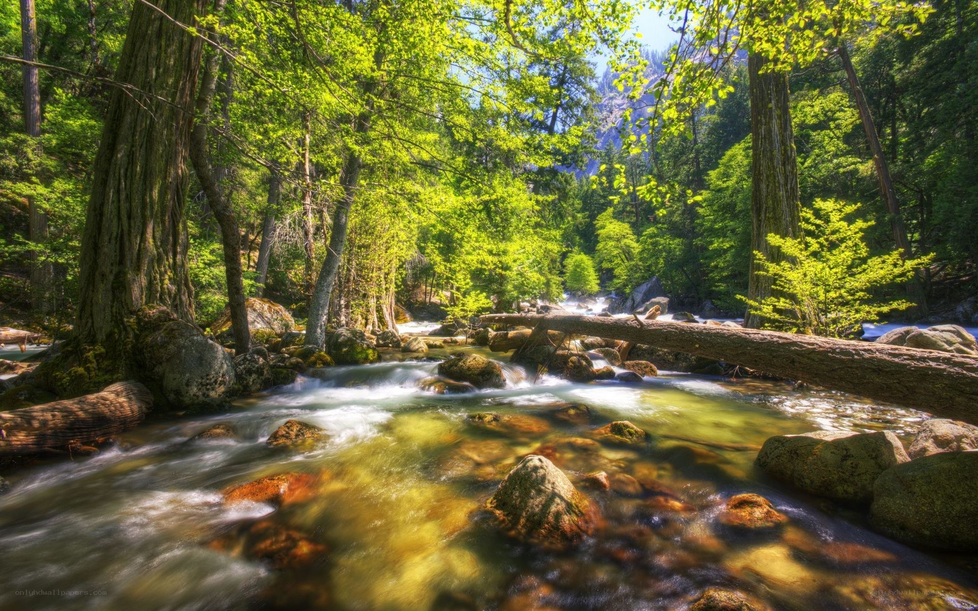 Forest stream with fallen log