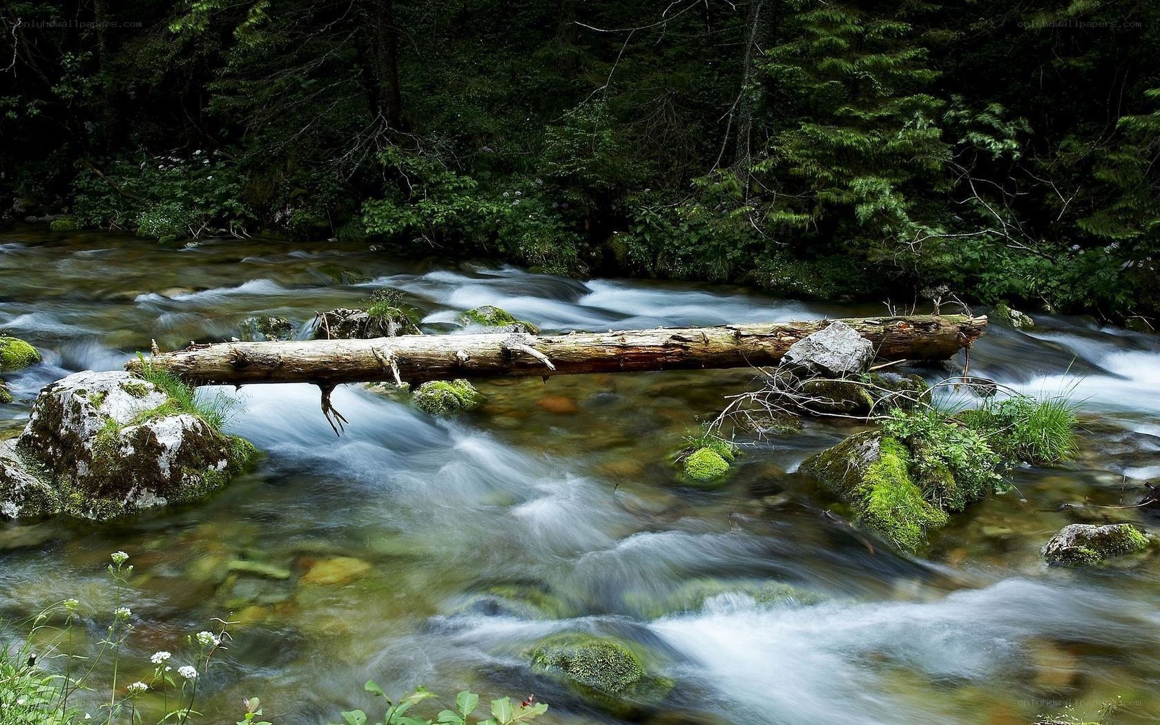 Forest stream with fallen log