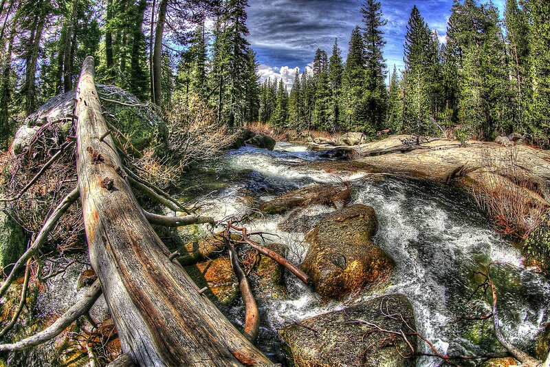 Forest stream with fallen log