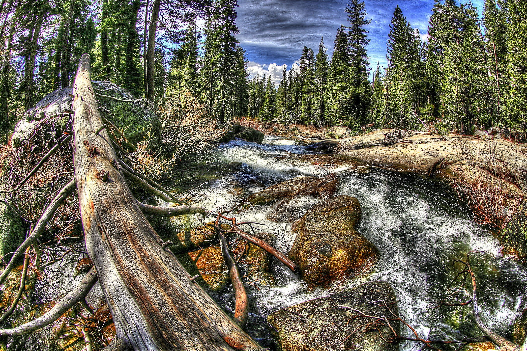 Forest stream with fallen log