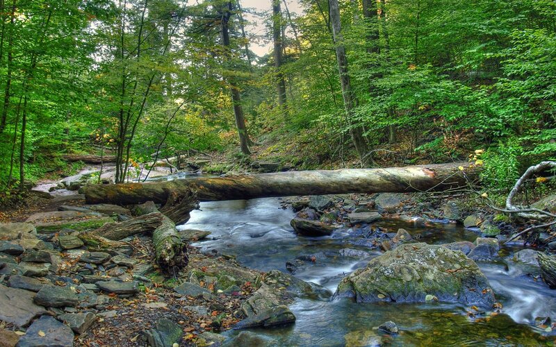 Forest stream with fallen log