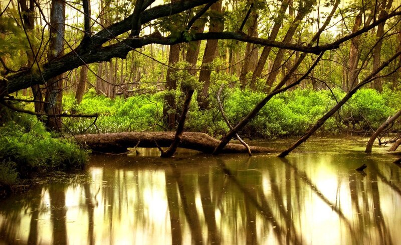 Forest stream with fallen log