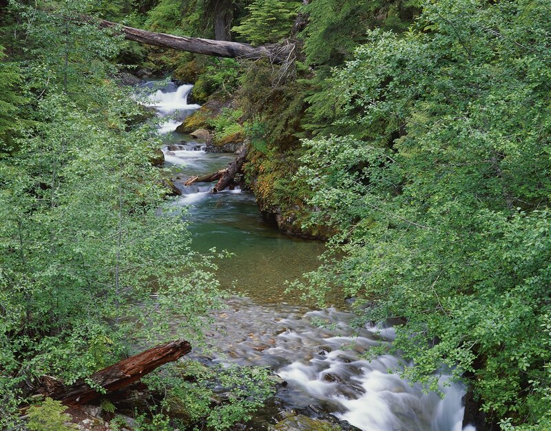 Forest stream with fallen log