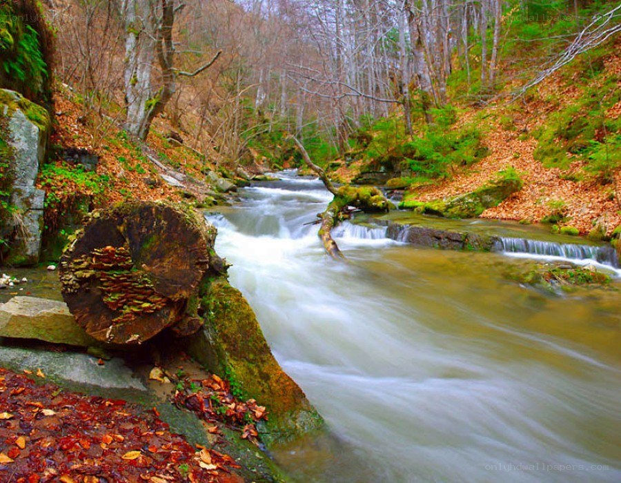 Forest stream with fallen log