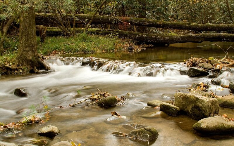 Forest stream with fallen log