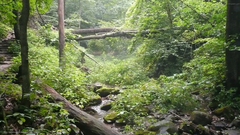 Forest stream with fallen log