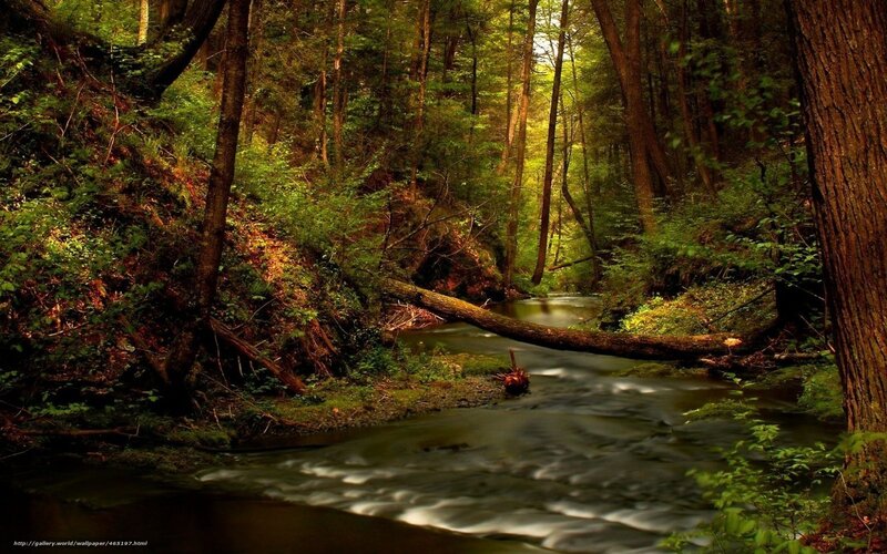 Forest stream with fallen log