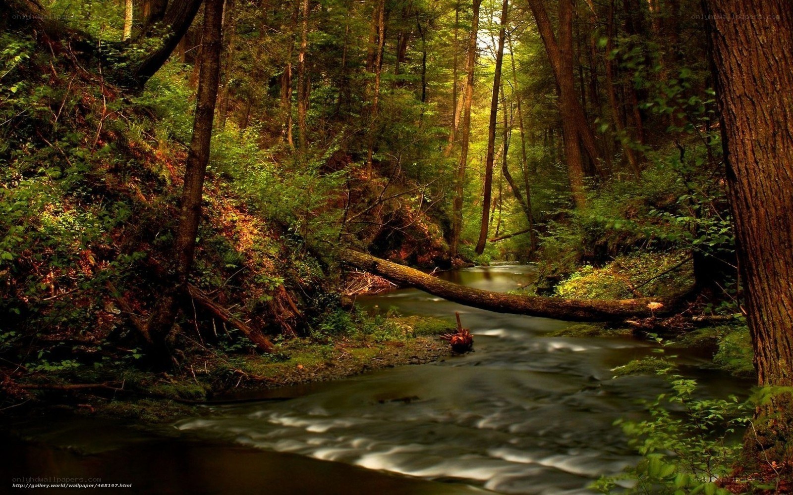 Forest stream with fallen log