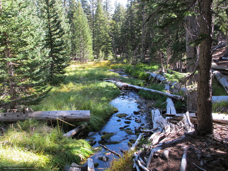 Forest stream with fallen logs