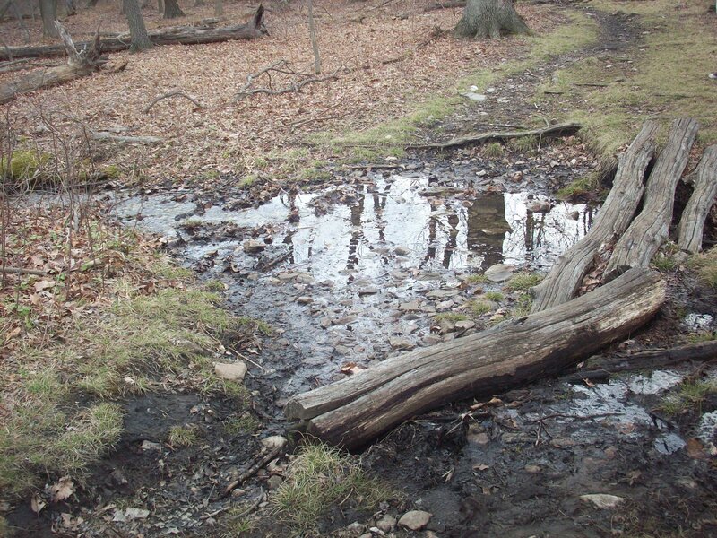 Forest stream with fallen logs
