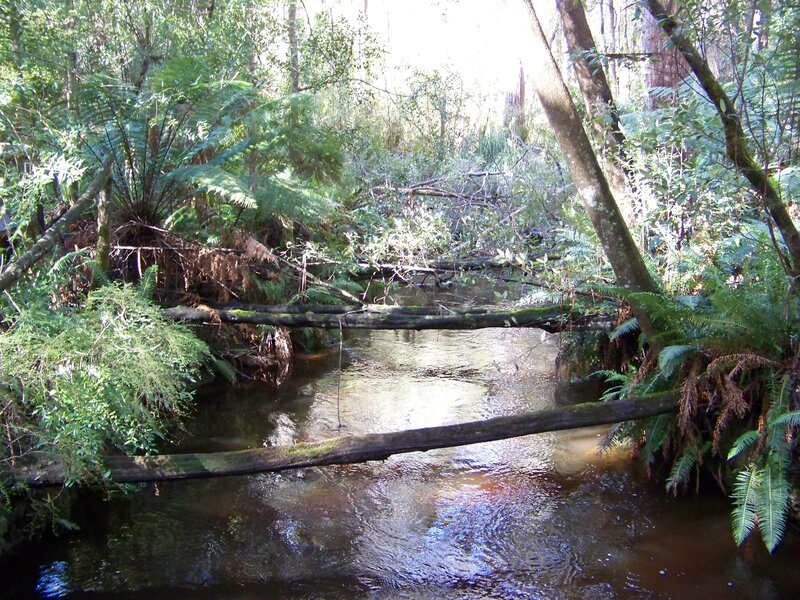 Forest stream with fallen logs