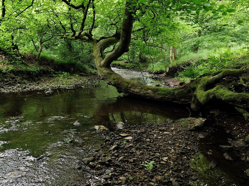 Forest stream with fallen tree