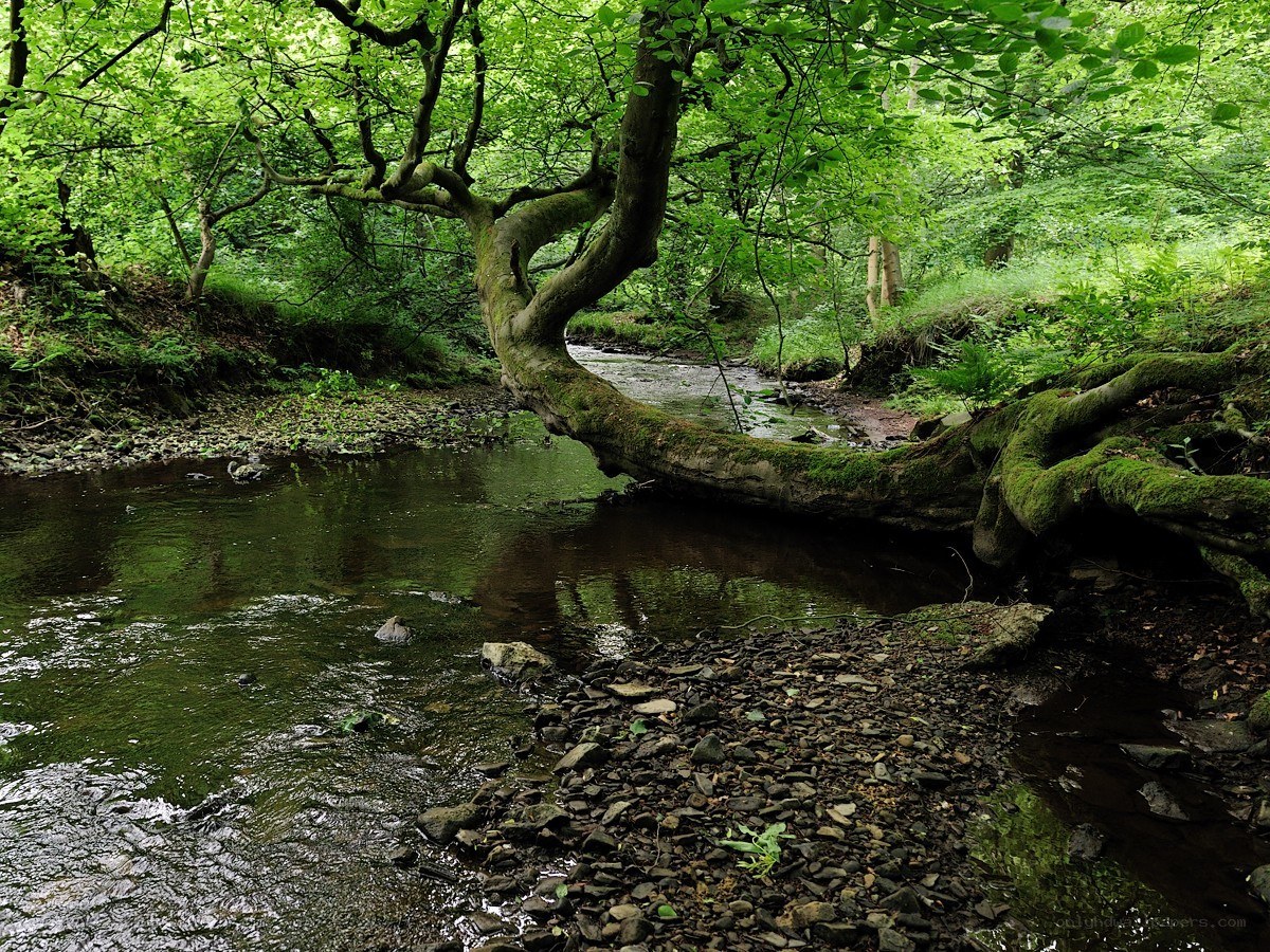 Forest stream with fallen tree