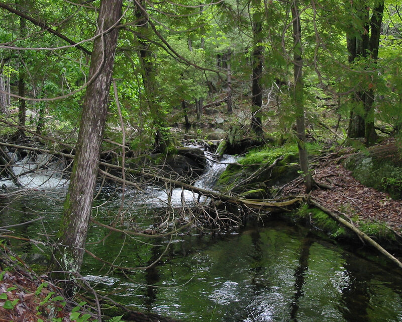 Forest stream with fallen tree