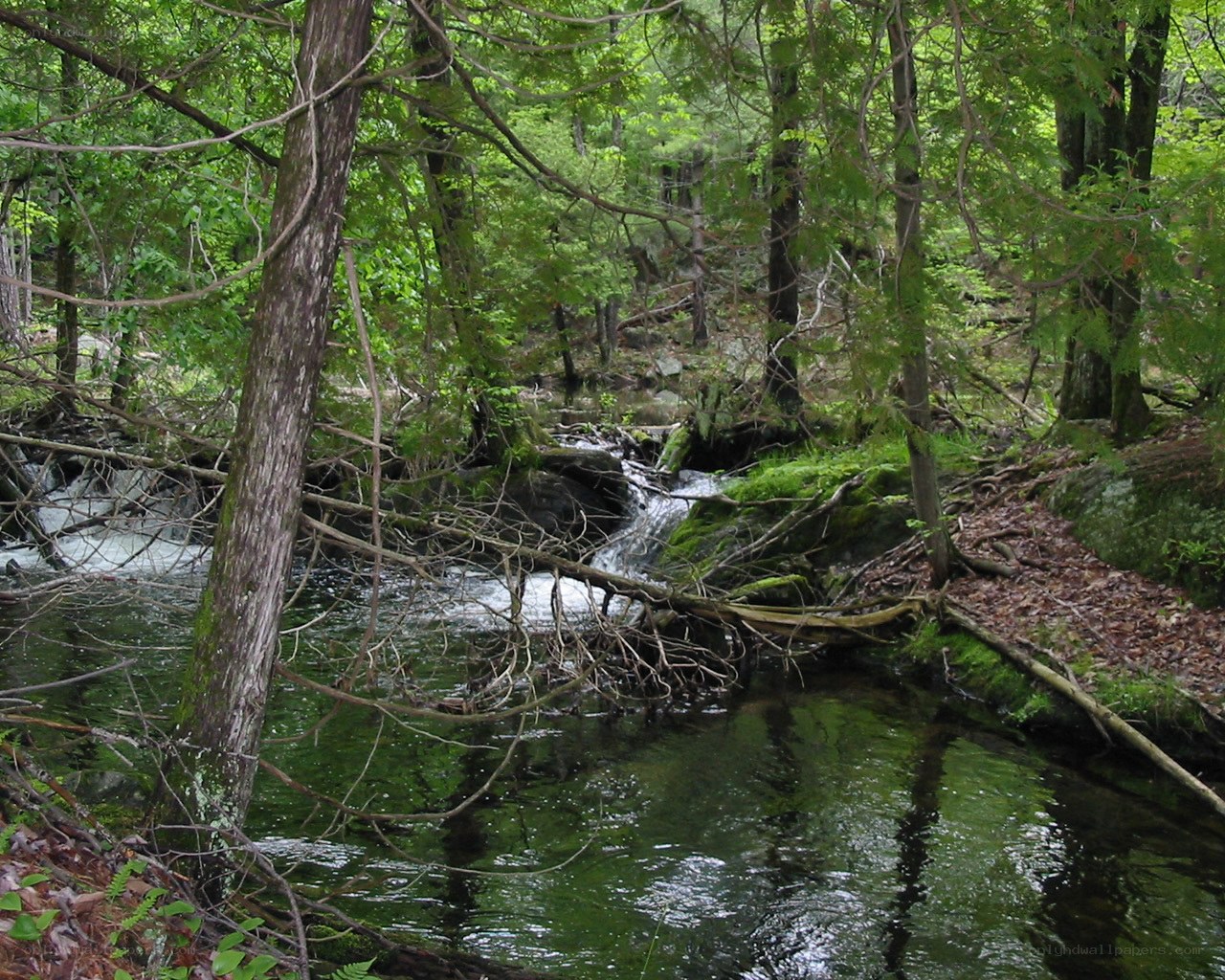 Forest stream with fallen tree