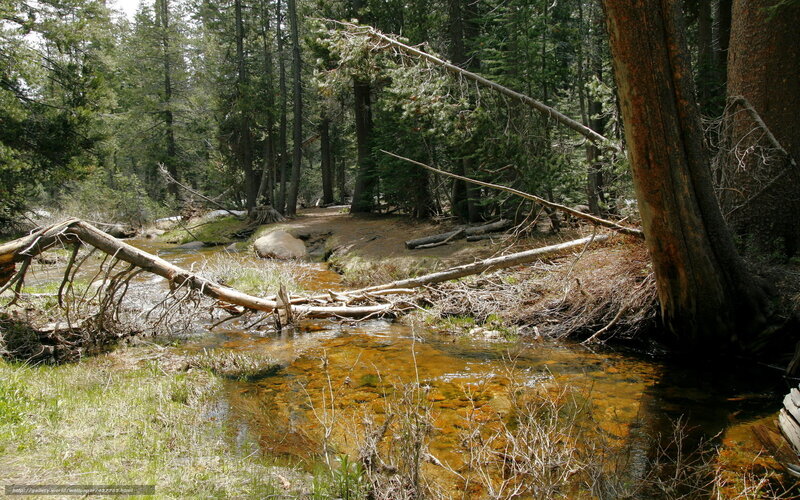 Forest stream with fallen trees