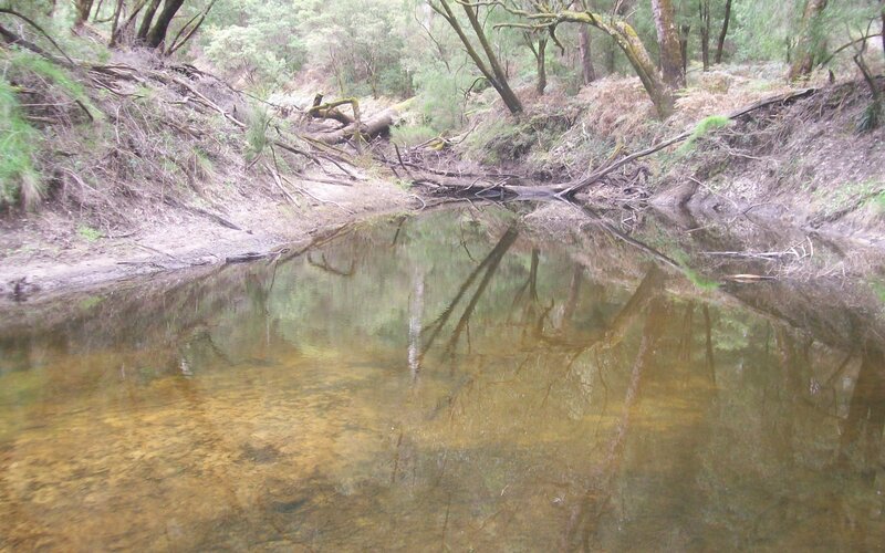 Forest stream with fallen trees