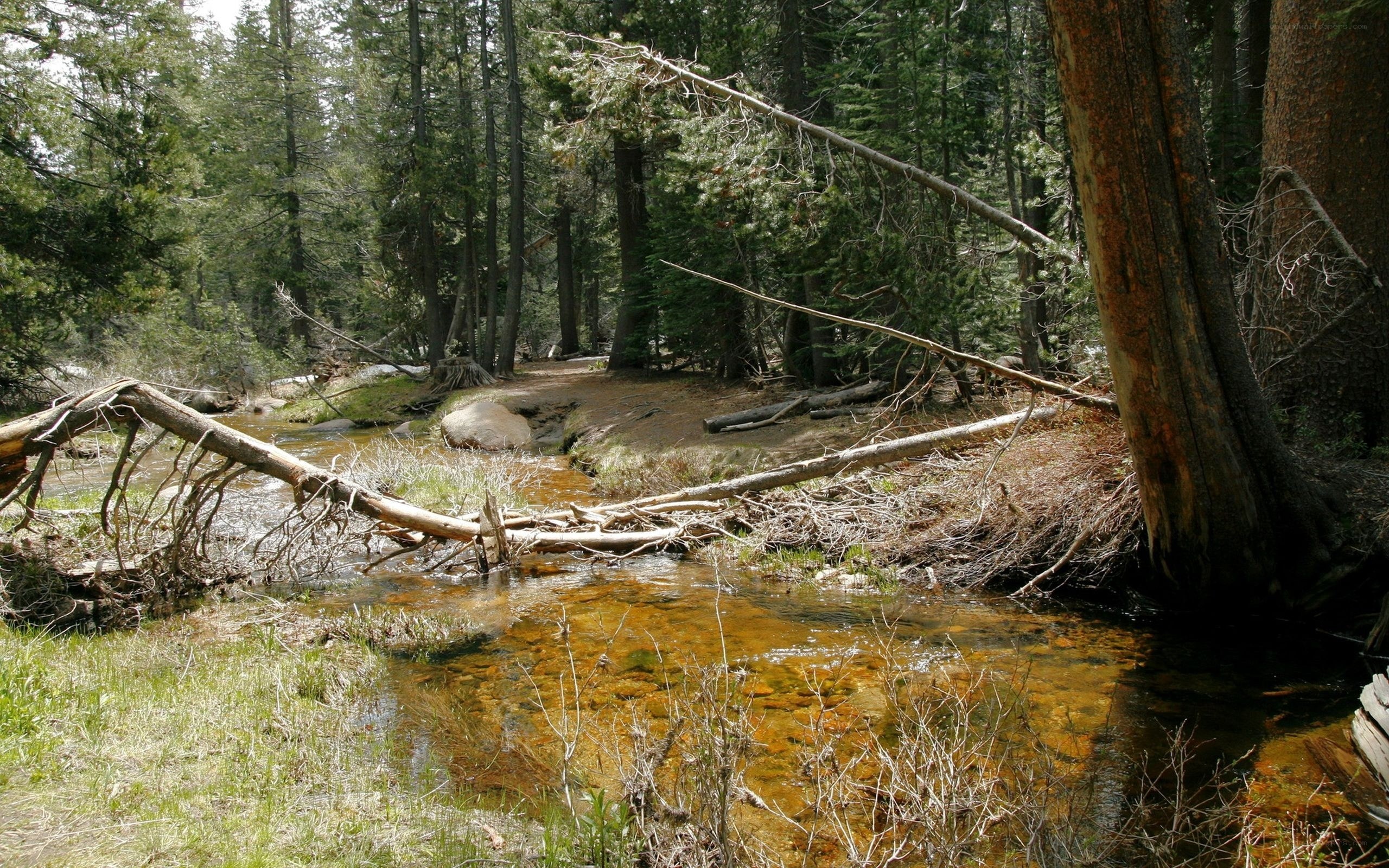 Forest stream with fallen trees